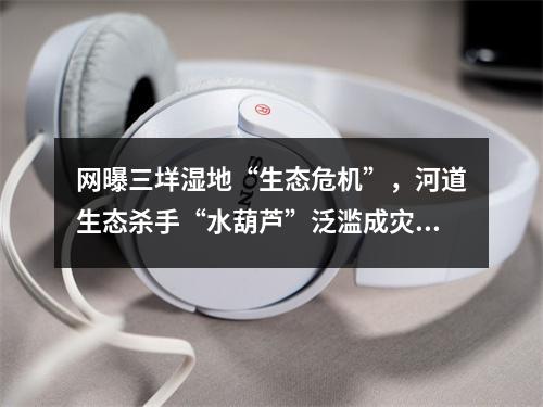 网曝三垟湿地“生态危机”，河道生态杀手“水葫芦”泛滥成灾！