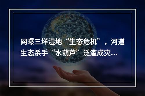 网曝三垟湿地“生态危机”，河道生态杀手“水葫芦”泛滥成灾！