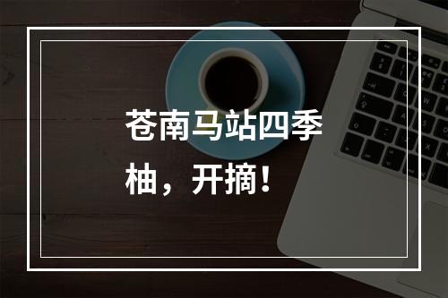 苍南马站四季柚，开摘！