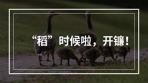 “稻”时候啦，开镰！