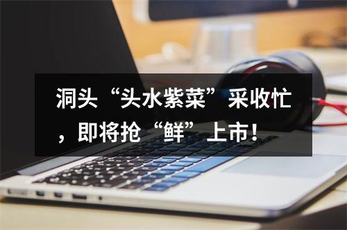 洞头“头水紫菜”采收忙，即将抢“鲜”上市！