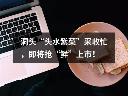 洞头“头水紫菜”采收忙，即将抢“鲜”上市！