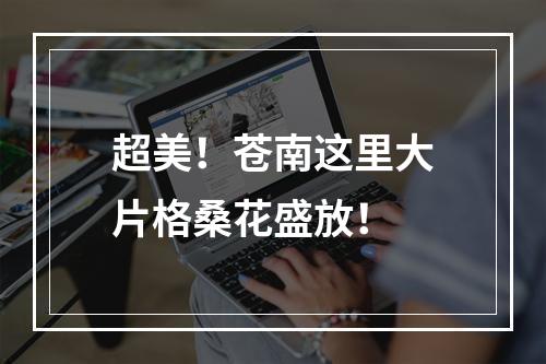 超美！苍南这里大片格桑花盛放！
