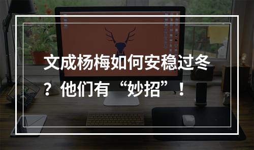 文成杨梅如何安稳过冬？他们有“妙招”！