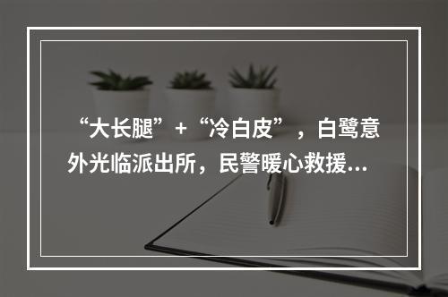 “大长腿”+“冷白皮”，白鹭意外光临派出所，民警暖心救援...