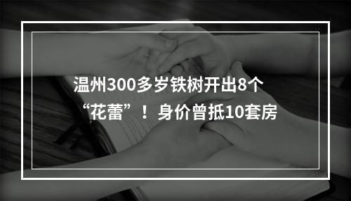 温州300多岁铁树开出8个“花蕾”！身价曾抵10套房