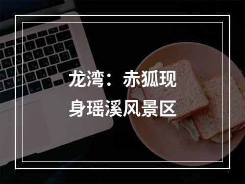 龙湾：赤狐现身瑶溪风景区