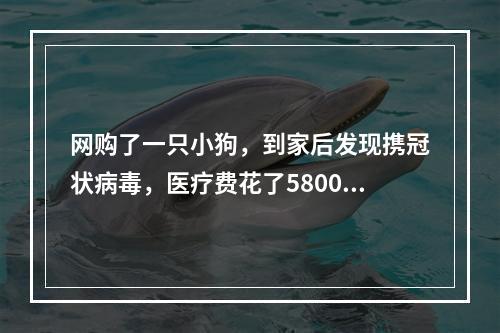 网购了一只小狗，到家后发现携冠状病毒，医疗费花了5800多元！