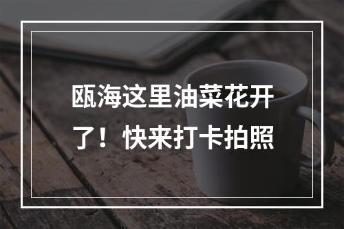 瓯海这里油菜花开了！快来打卡拍照