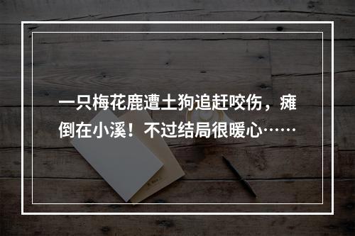 一只梅花鹿遭土狗追赶咬伤，瘫倒在小溪！不过结局很暖心……