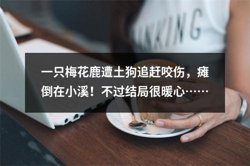 一只梅花鹿遭土狗追赶咬伤，瘫倒在小溪！不过结局很暖心……