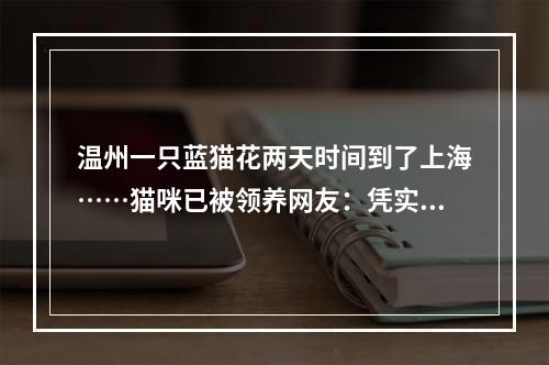 温州一只蓝猫花两天时间到了上海……猫咪已被领养网友：凭实力给自己找了个 ...