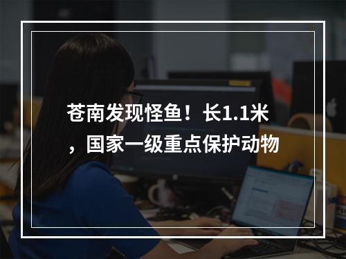 苍南发现怪鱼！长1.1米，国家一级重点保护动物