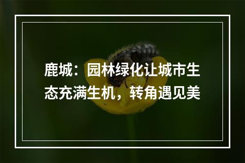 鹿城：园林绿化让城市生态充满生机，转角遇见美