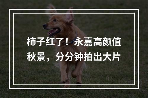 柿子红了！永嘉高颜值秋景，分分钟拍出大片