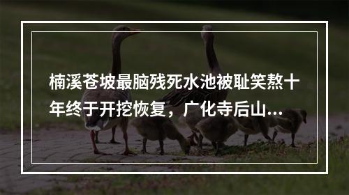 楠溪苍坡最脑残死水池被耻笑熬十年终于开挖恢复，广化寺后山又出幺蛾