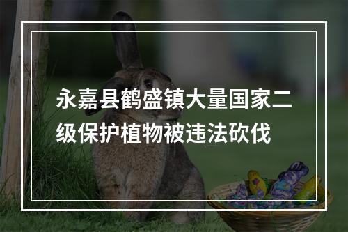 永嘉县鹤盛镇大量国家二级保护植物被违法砍伐