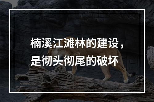 楠溪江滩林的建设，是彻头彻尾的破坏