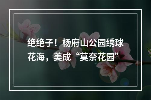 绝绝子！杨府山公园绣球花海，美成“莫奈花园”