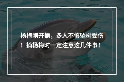 杨梅刚开摘，多人不慎坠树受伤！摘杨梅时一定注意这几件事！