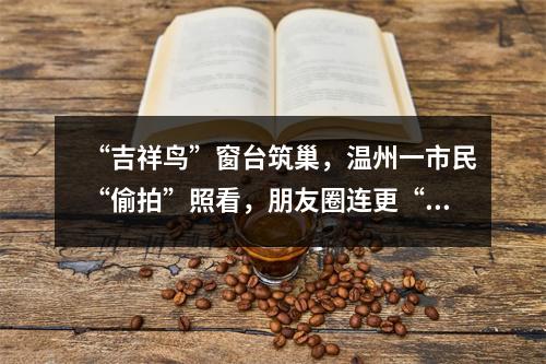 “吉祥鸟”窗台筑巢，温州一市民“偷拍”照看，朋友圈连更“育鸟”日记