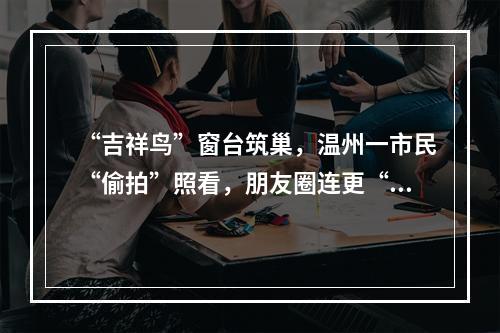 “吉祥鸟”窗台筑巢，温州一市民“偷拍”照看，朋友圈连更“育鸟”日记