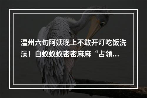 温州六旬阿姨晚上不敢开灯吃饭洗澡！白蚁蚁蚁密密麻麻“占领”老屋
