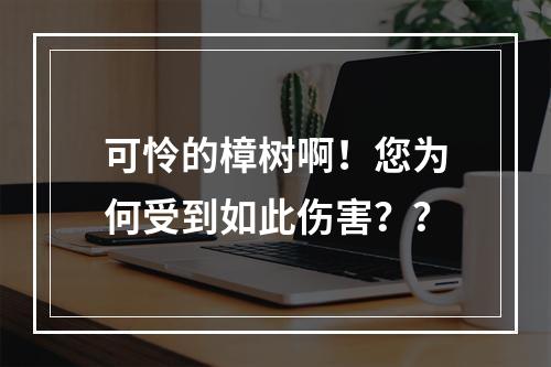 可怜的樟树啊！您为何受到如此伤害？？