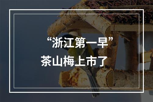 “浙江第一早”茶山梅上市了