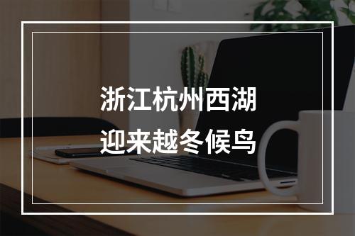 浙江杭州西湖迎来越冬候鸟