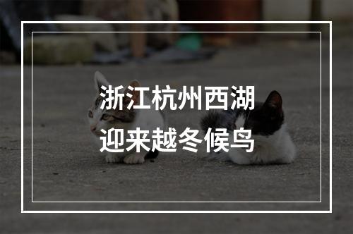浙江杭州西湖迎来越冬候鸟