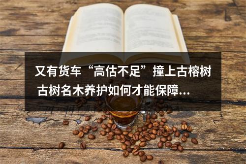 又有货车“高估不足”撞上古榕树 古树名木养护如何才能保障到位
