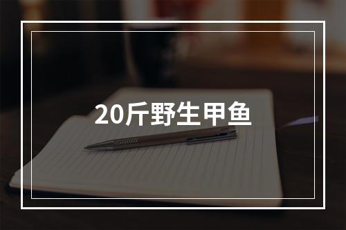 20斤野生甲鱼