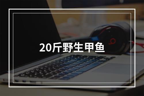 20斤野生甲鱼