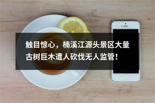 触目惊心，楠溪江源头景区大量古树巨木遭人砍伐无人监管！