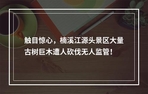 触目惊心，楠溪江源头景区大量古树巨木遭人砍伐无人监管！
