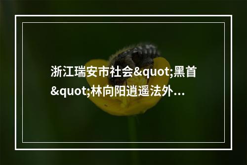 浙江瑞安市社会"黑首"林向阳逍遥法外匪夷所思(转)