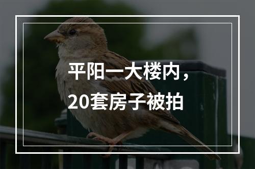 平阳一大楼内，20套房子被拍