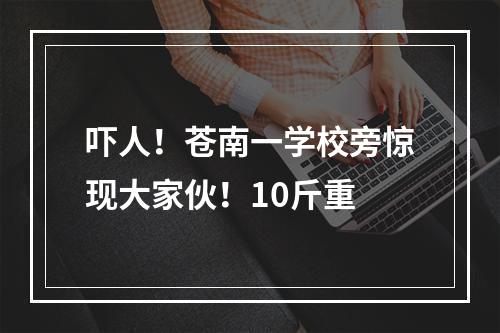 吓人！苍南一学校旁惊现大家伙！10斤重