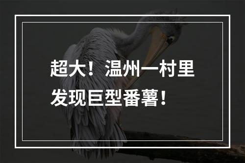 超大！温州一村里发现巨型番薯！