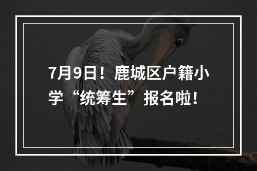 7月9日！鹿城区户籍小学“统筹生”报名啦！