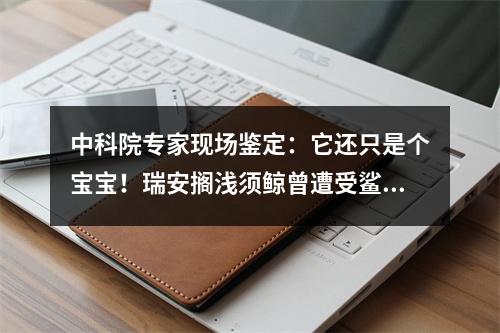 中科院专家现场鉴定：它还只是个宝宝！瑞安搁浅须鲸曾遭受鲨鱼攻击