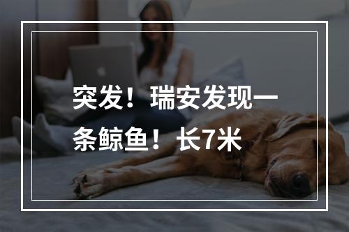 突发！瑞安发现一条鲸鱼！长7米