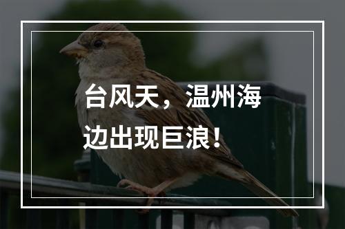 台风天，温州海边出现巨浪！