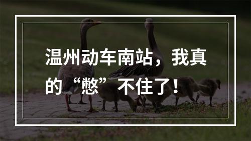 温州动车南站，我真的“憋”不住了！
