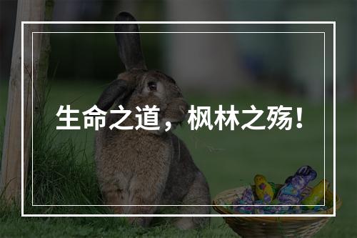 生命之道，枫林之殇！