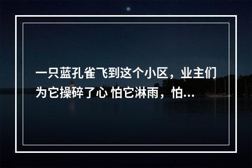 一只蓝孔雀飞到这个小区，业主们为它操碎了心 怕它淋雨，怕它累了饿了，还怕它不会...