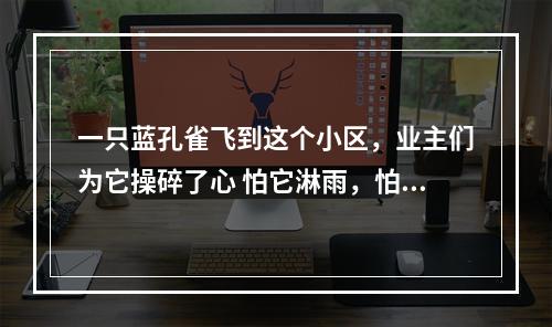 一只蓝孔雀飞到这个小区，业主们为它操碎了心 怕它淋雨，怕它累了饿了，还怕它不会...
