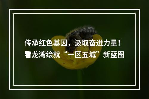 传承红色基因，汲取奋进力量！看龙湾绘就“一区五城”新蓝图