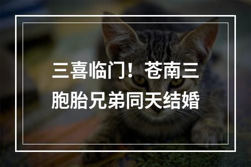 三喜临门！苍南三胞胎兄弟同天结婚